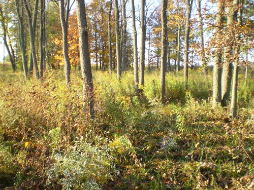 Property photo 5 - 202+/- Acres Offered in 7 Tracts